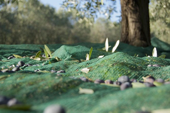 olympia-shore-ex-ancient-olympia-honey-farm-olive-oil-tasting