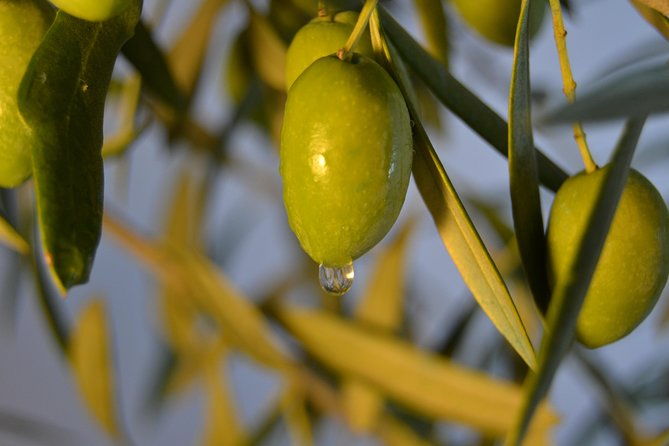 olympia-shore-ex-ancient-olympia-honey-farm-olive-oil-tasting