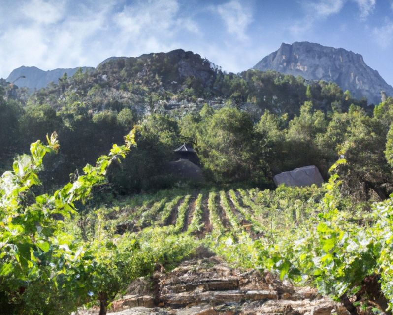 Olympia Treasures: Private Oil, Honey and Wine Tasting Tour - An In-Depth Look at the Olympia Treasures Tour