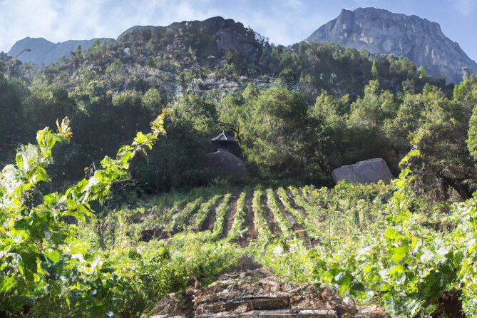 olympias-ancient-secrets-wine-enchantment-tour-all-included