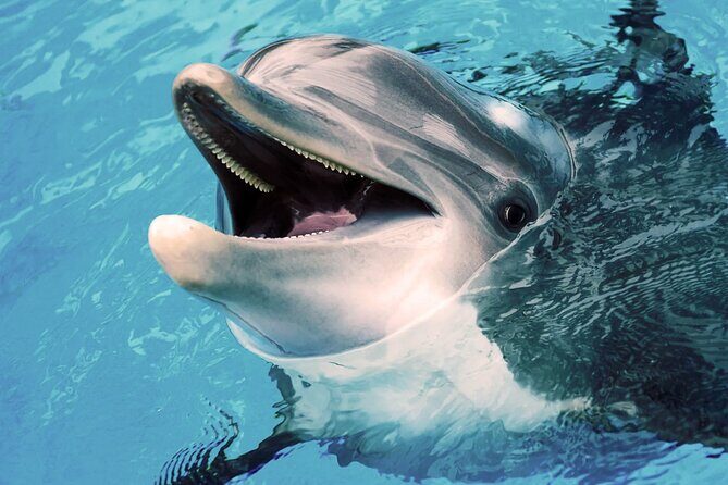 Oman Dolphin Watching Tours - The Sum Up