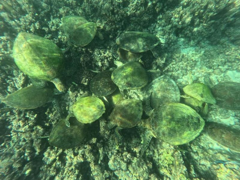 Oman Muscat: Snorkeling Adventure at Dimaniyat Islands - The Marine Environment & Authentic Encounters