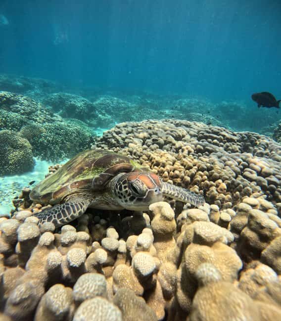 Oman: Snorkeling Trip at Daymaniyat Islands - Service and Guides: What Sets It Apart