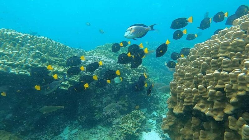 Oman: Snorkeling Trip at Daymaniyat Islands - Final Thoughts: Is This Tour Worth It?