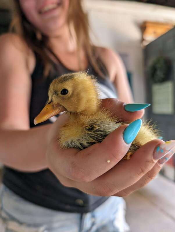 omemee-a-playdate-with-a-pony-2