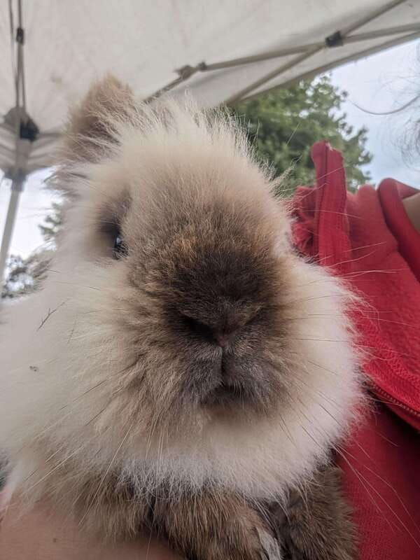 omemee-a-playdate-with-a-pony