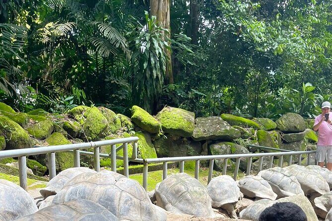 Omnibus service in Seychelles - Key Points