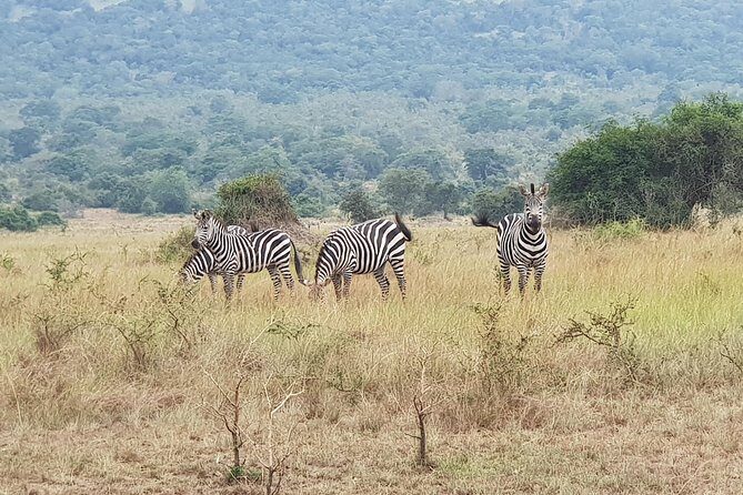 One-day Akagera National Park Game Drive with a Choice 4x4 - Key Points
