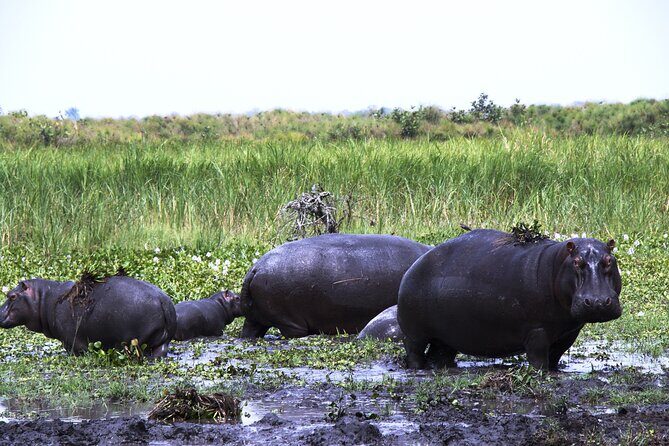 One-day Akagera National Park Game Drive with a Choice 4x4 - Final Thoughts