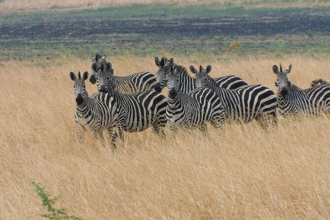 One Day Akagera Safari From Kigali - Key Points