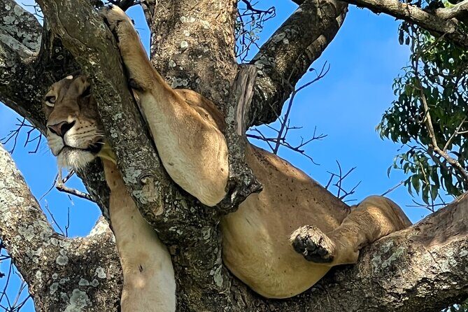 One Day Akagera Safari From Kigali - A Closer Look at the Akagera Safari Experience