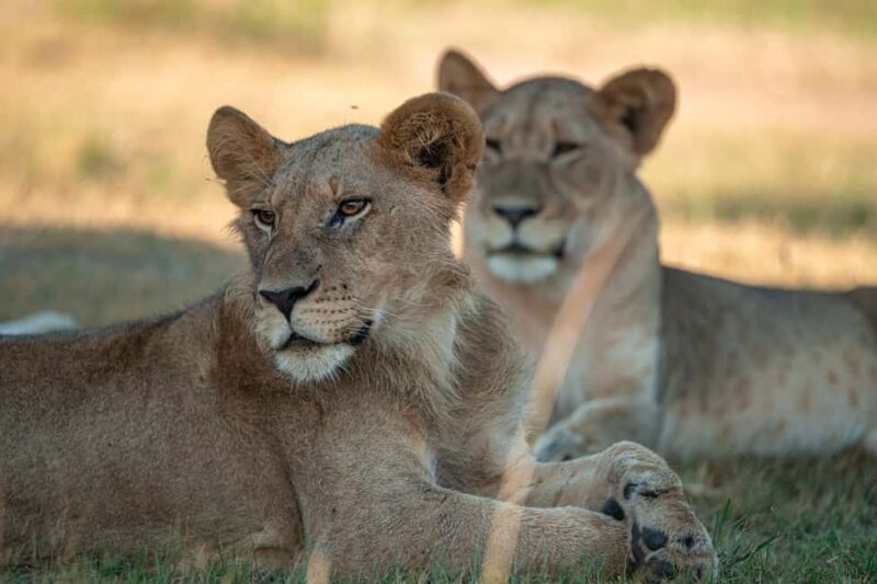 One Day Akagera Wildlife Safari - What Makes This Safari Stand Out?