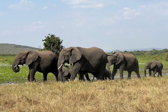 One Day Akagera Wildlife Safari - The Bottom Line