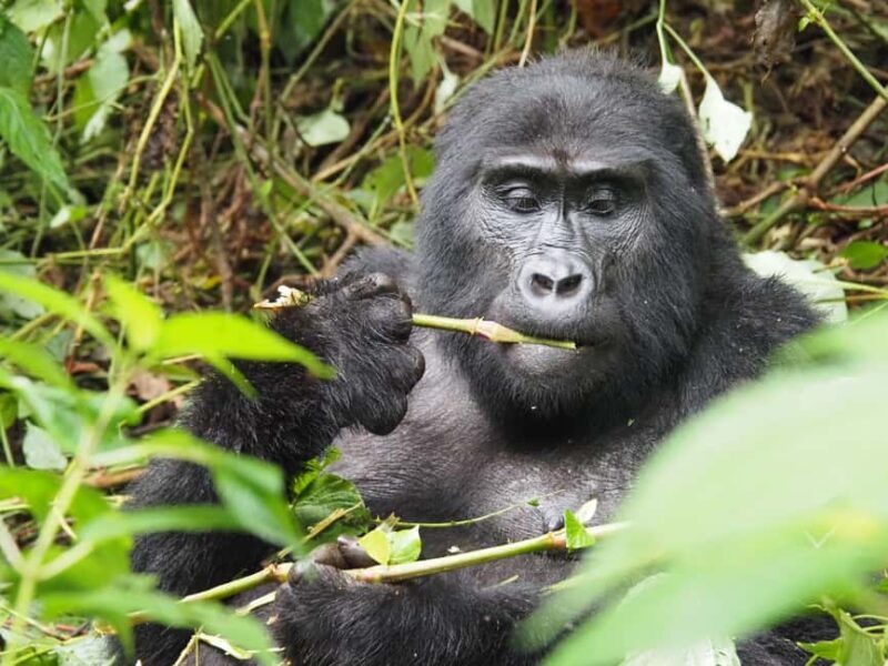 One Day Bwindi Impenetrable Forest Gorilla Trek Tour - Key Points