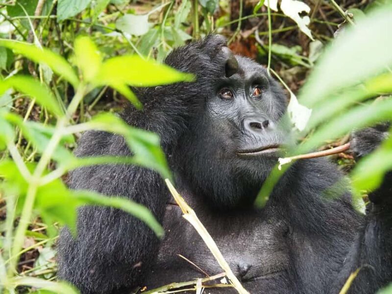 One Day Bwindi Impenetrable Forest Gorilla Trek Tour - An Authentic Ugandan Adventure in a Day
