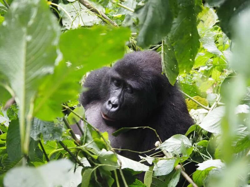 One Day Bwindi Impenetrable Forest Gorilla Trek Tour - Practical Details and Tips for Making the Most of Your Day