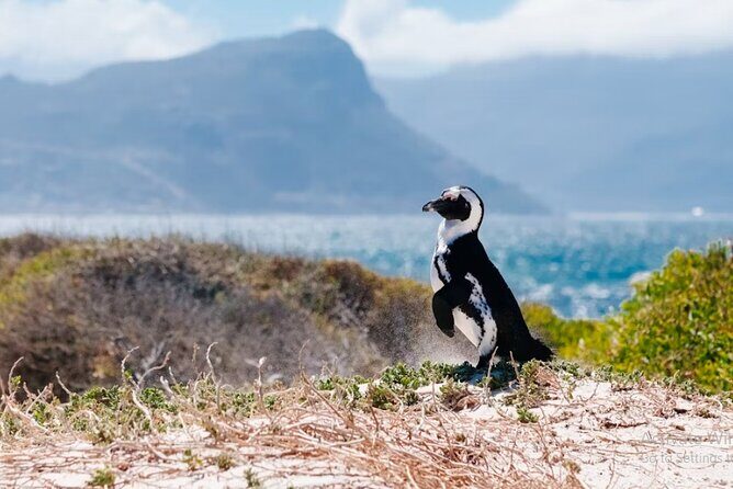 One Day Cape of Good and Penguin Colony Expedition from Cape Town - Coastal Drive and Charming Villages