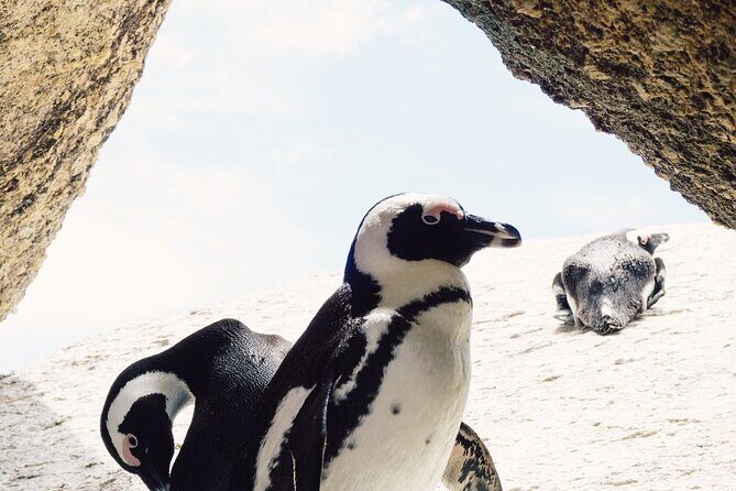 One Day Cape of Good and Penguin Colony Expedition from Cape Town - Iconic Landmarks: Cape Point and the Cape of Good Hope