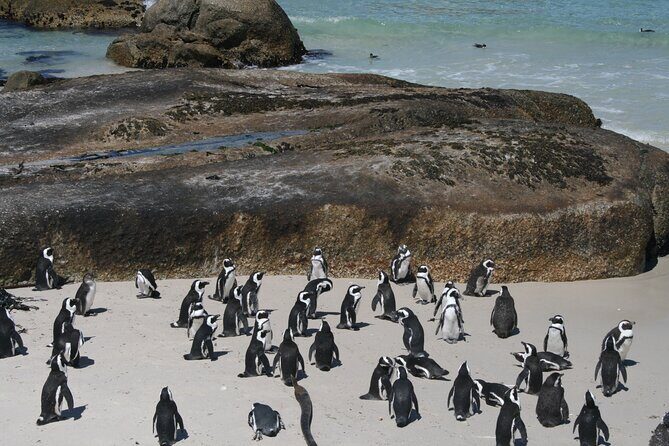 One Day Cape of Good and Penguin Colony Expedition from Cape Town - Authentic Insights from Travelers