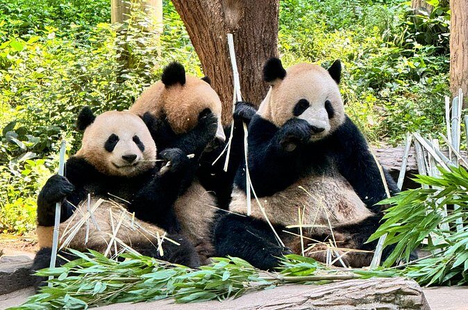 One Day Chengdu Itinerary Panda and Buddha Adventure - Is This Tour for You?