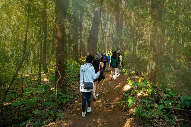 One day Doi Inthanon & Trekking at Pha Dok Siew - Final Thoughts: Who Should Consider This Tour?
