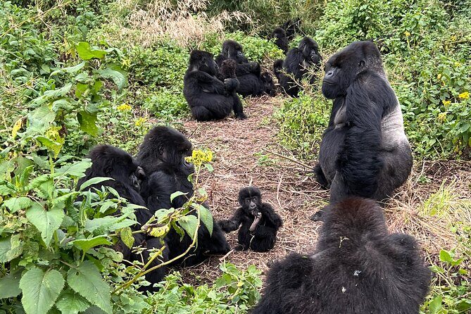 One Day Gorilla Trekking Rwanda & Iby'iwacu Cultural Village - Key Points