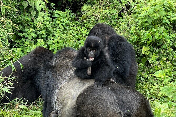 One Day Gorilla Trekking Rwanda & Iby'iwacu Cultural Village - What’s Included and What to Expect in Terms Value