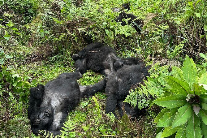 One Day Gorilla Trekking Rwanda & Iby'iwacu Cultural Village - FAQ