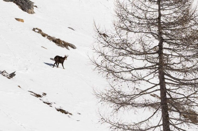 one-day-hike-with-snowshoes-to-discover-dolomites