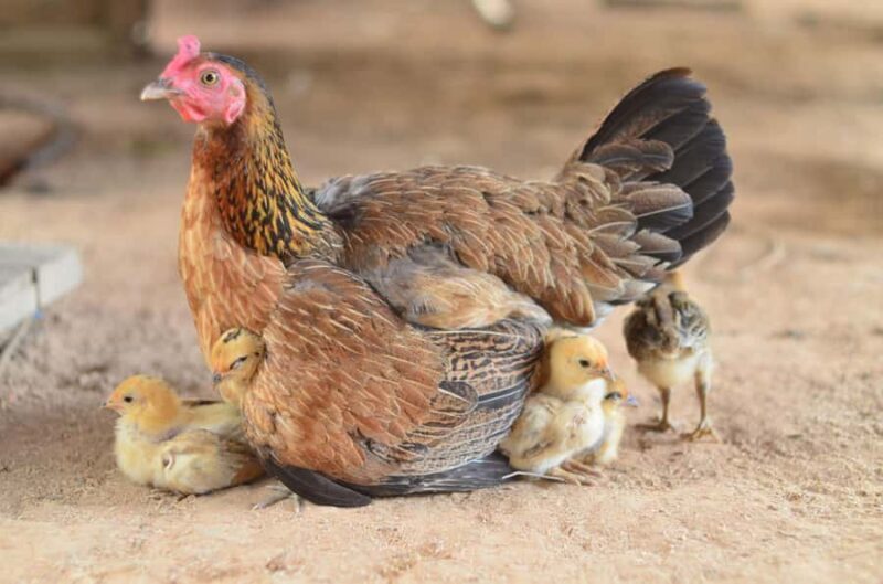 One day hiking tour in Chaing Mai - FAQ