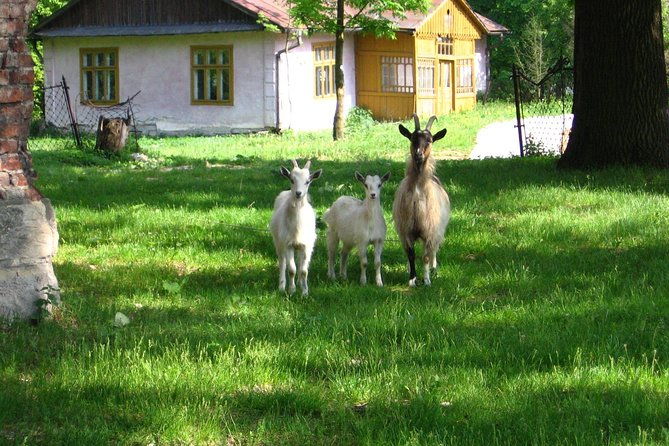 one-day-in-the-polish-countryside-private-tour-from-krakow