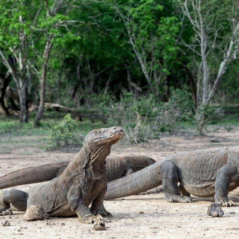 one-day-komodo-tour-by-speedboat