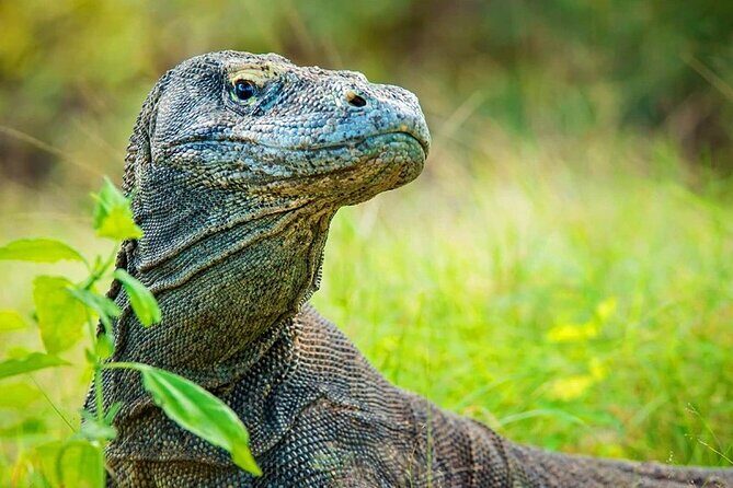One Day Komodo Tour & Snorkeling by Speedboat - Manta Point: The Manta Ray Spectacle