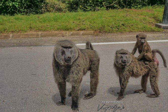 One Day Nyungwe National Park Tour& Canopy walk (2 Pax Min) - The Good and the Not-So-Good