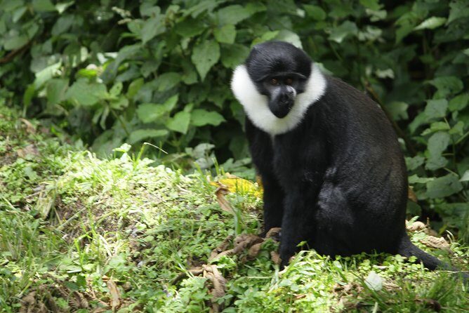 One Day Nyungwe National Park Tour& Canopy walk (2 Pax Min) - Who Will Love This Tour?