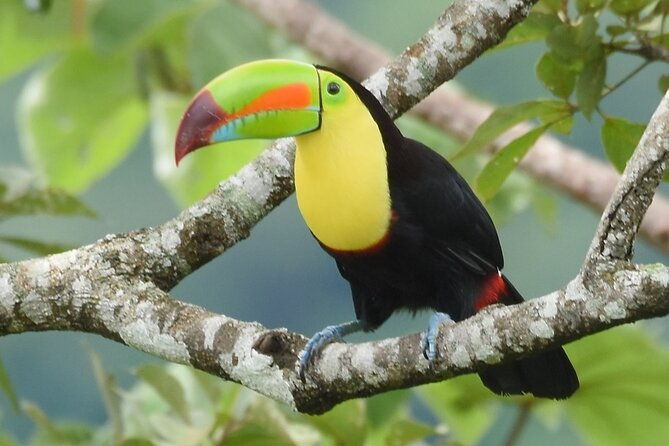 one-day-of-nature-in-monteverde