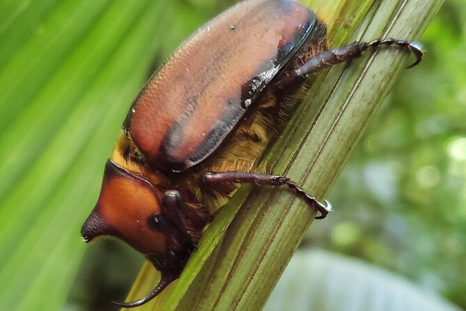 one-day-of-nature-in-monteverde