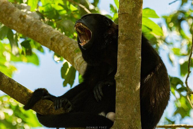 one-day-of-nature-in-monteverde