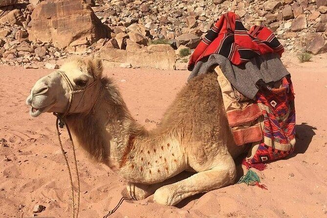 One Day Petra & Wadi Rum from Aqaba - FAQs