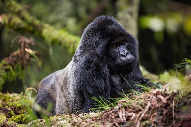 One Day Private Gorillas Tracking in Volcanoes National Park - Key Points
