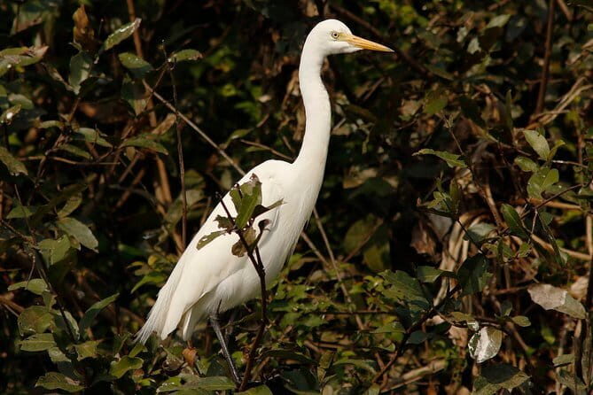 One Day Private Guide Tour to Prek Toal Biosphere - All Inclusive - Exploring the Prek Toal Biosphere: A Detailed Review of the All-Inclusive Private Tour