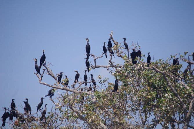 One Day Private Guide Tour to Prek Toal Biosphere - All Inclusive - Practical Details and Tips