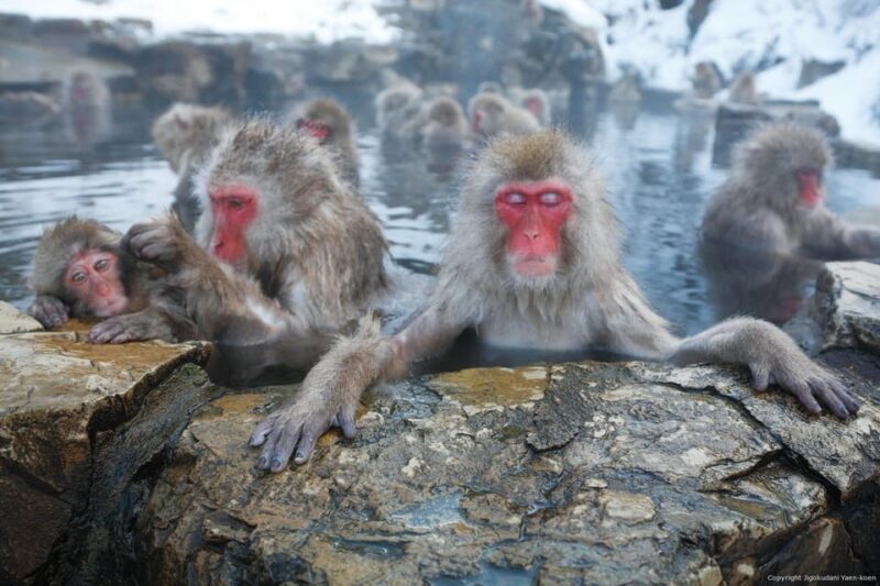 One Day Private Sightseeing tour to Snow Monkey Zenkoji Temp - A Detailed Look at the Nagano Private Day Tour