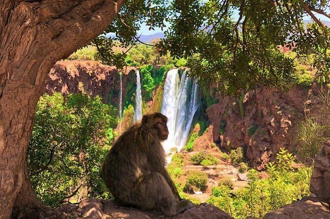 One Day Private Tour To Ouzoud Waterfalls from Marrakesh - The Sum Up
