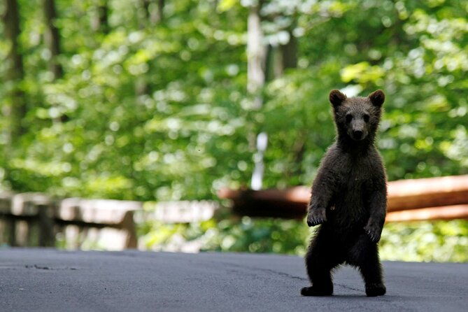 one-day-private-tour-to-peles-and-dracula-castles-brasov-city