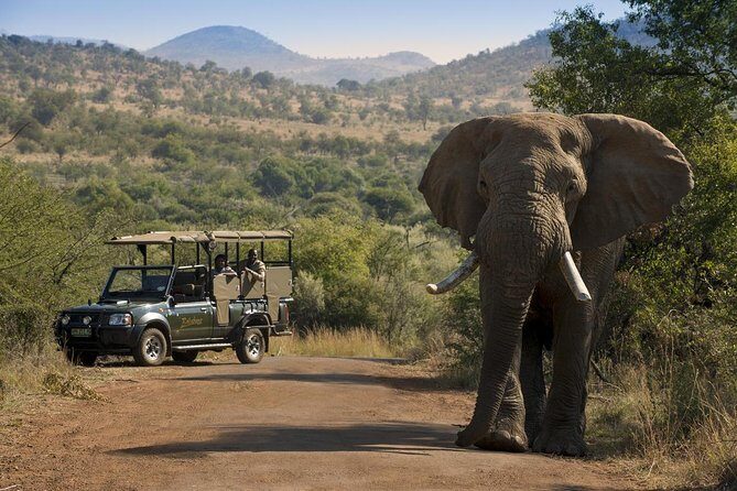 One day Safari including a 5 Hour Open Safari Vehicle Drive - Key Points  