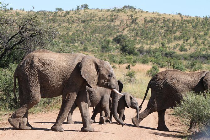 One day Safari including a 5 Hour Open Safari Vehicle Drive - A Deep Dive Into the Experience