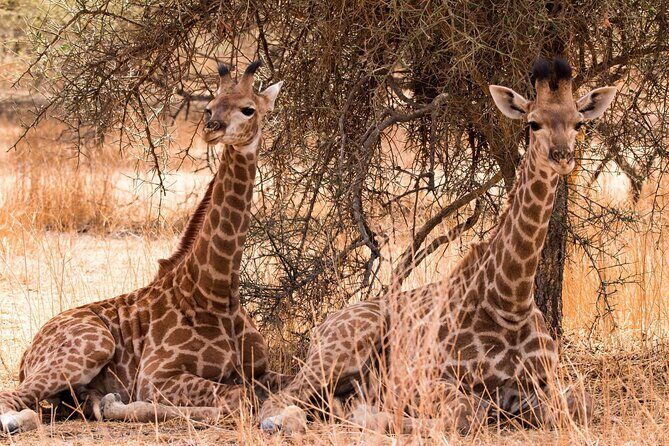 One-Day Safari Tour from Zanzibar with Lunch and Pick Up - An In-Depth Look at the Safari Itinerary