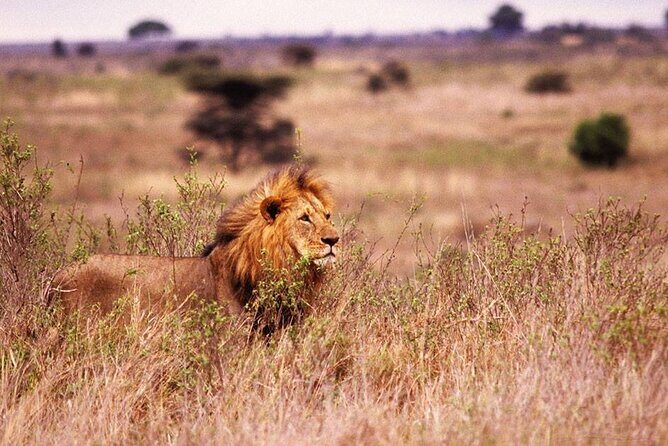 One-Day Safari Tour from Zanzibar with Lunch and Pick Up - Authentic Insights from Reviews