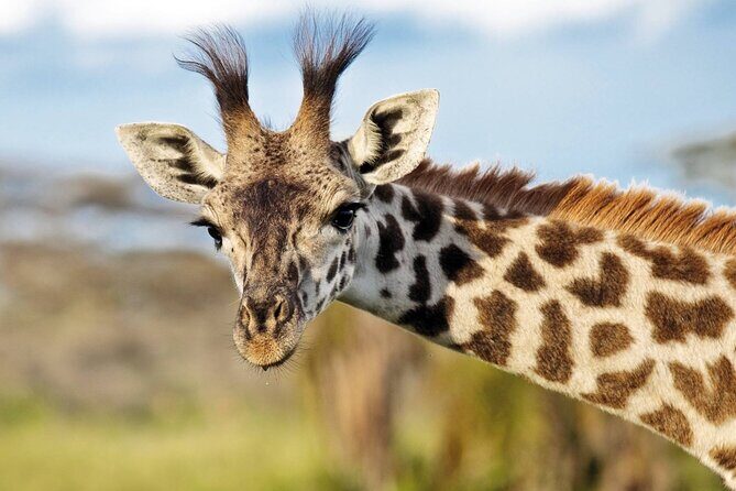 One-Day Safari Tour from Zanzibar with Lunch and Pick Up - Who Should Consider This Safari?